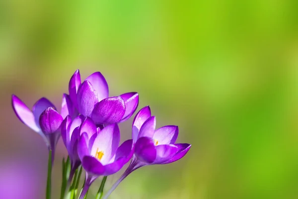 Våren krokus — Stockfoto