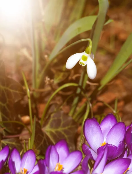 Gota de neve e Crocus — Fotografia de Stock