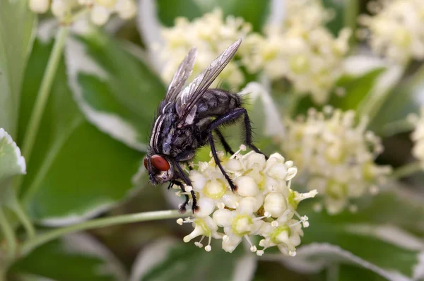 Fliegen auf einer Blüte — Stockfoto