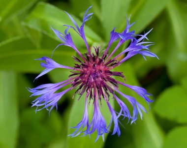 Centaurea montana
