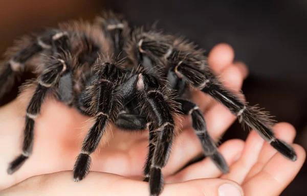 Lasiodora parahybana — Fotografia de Stock