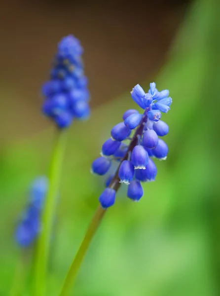 Muscari azul — Fotografia de Stock