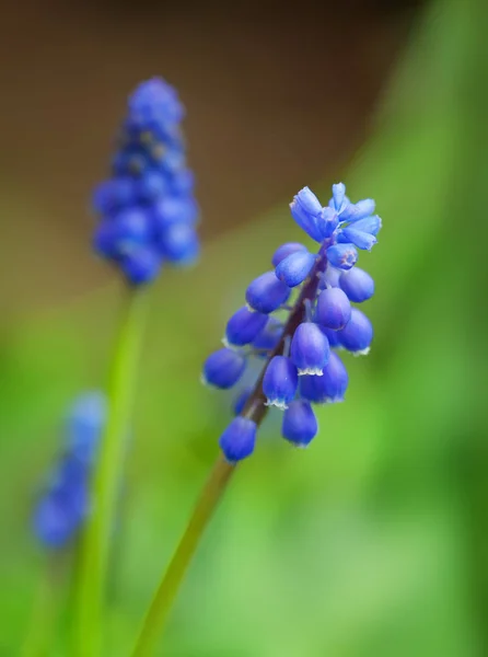 Blauwe muscari — Stockfoto