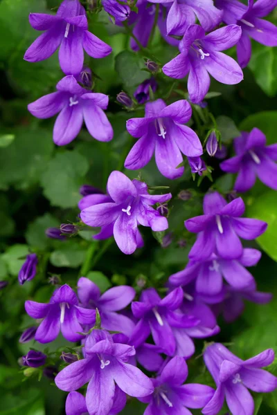 Campanula — Stockfoto