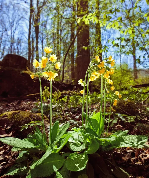 Primula veris — Fotografia de Stock