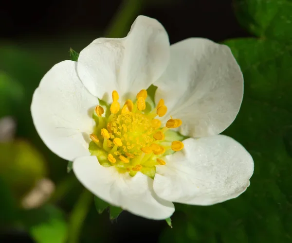 Fiore di fragola — Foto Stock