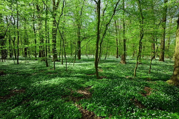 Quellwald — Stockfoto