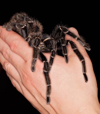 lasiodora parahybana