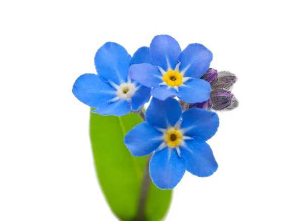 Forget me not — Stock Photo, Image