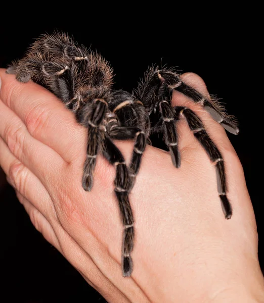 Lasiodora parahybana — Stock Fotó