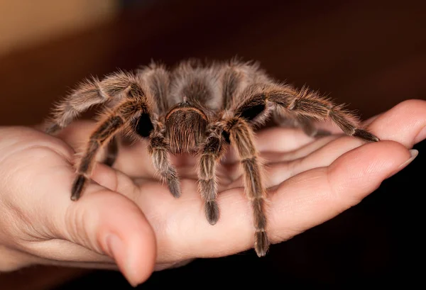 Gül saç tarantula — Stok fotoğraf