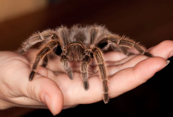 Rosenhaar-Vogelspinne — Stockfoto