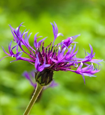 Centaurea montana