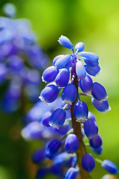 Blauwe muscari — Stockfoto