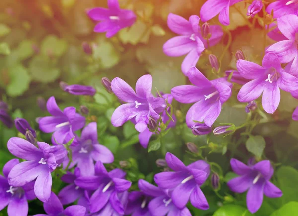 Campanula — Stockfoto