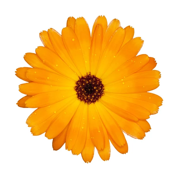 キンセンカの花 — ストック写真