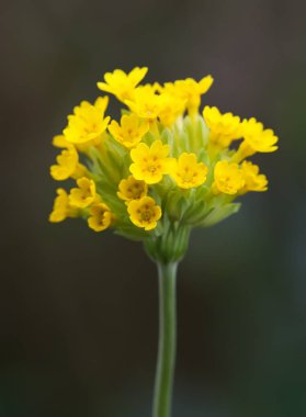 primula veris