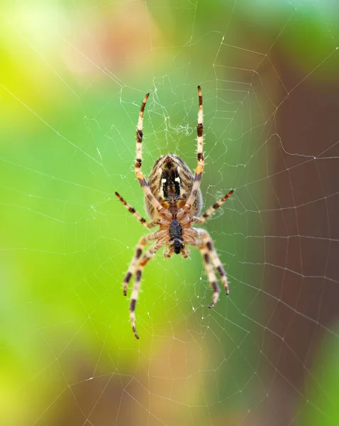 Kereszt pók — Stock Fotó
