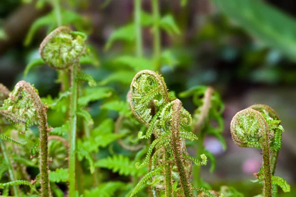 蕨类植物 — 图库照片