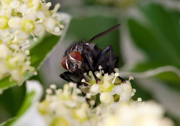 Bir çiçeği sinek — Stok fotoğraf