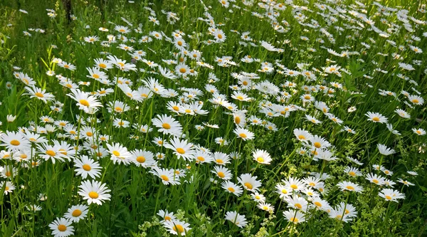 Margarida-de-oxeye — Fotografia de Stock