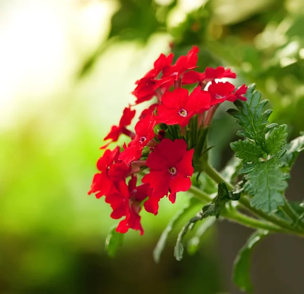 Rode verbena — Stockfoto