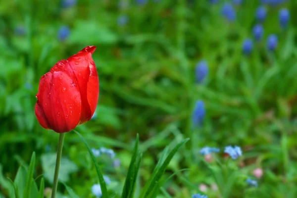 Tulipán — Foto de Stock