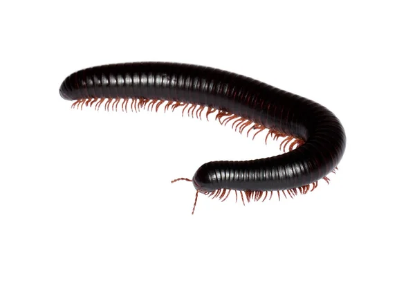 archispirostreptus gigas
