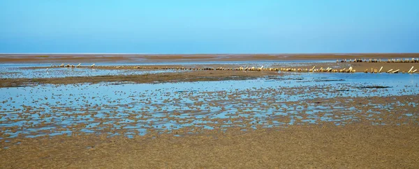 Wadden sea — Stock Photo, Image