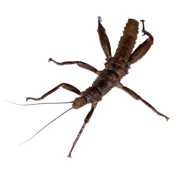 eurycantha calcarata