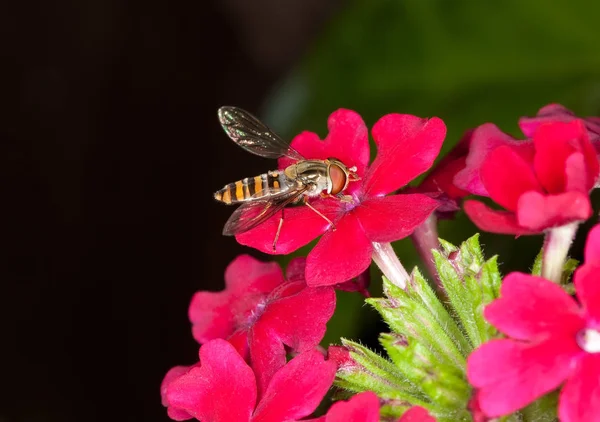 Hoverfly — Stok fotoğraf