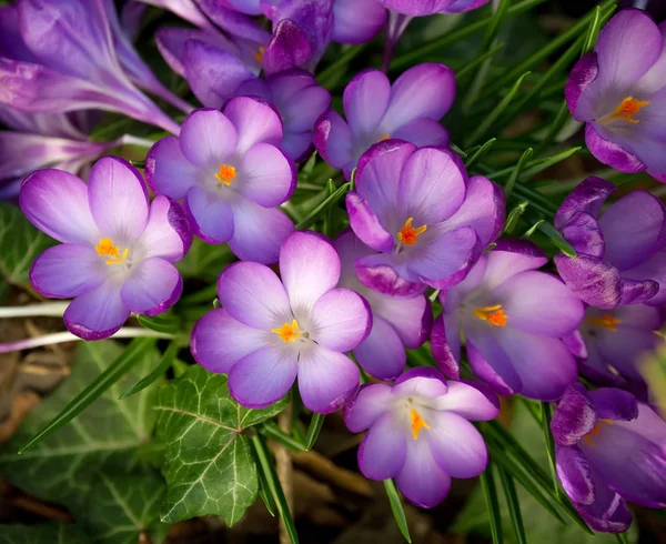 Frühlingskrokus — Stockfoto