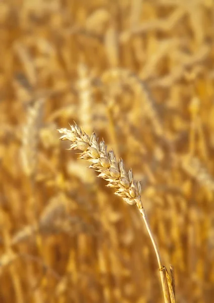 Campo Trigo Dourado Verão — Fotografia de Stock