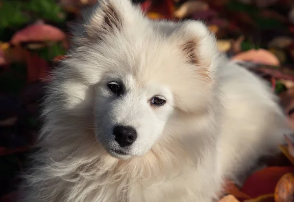 Samoyed σκυλί — Φωτογραφία Αρχείου