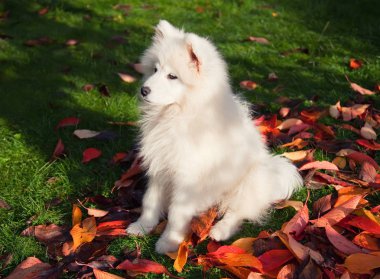 samoyed dog