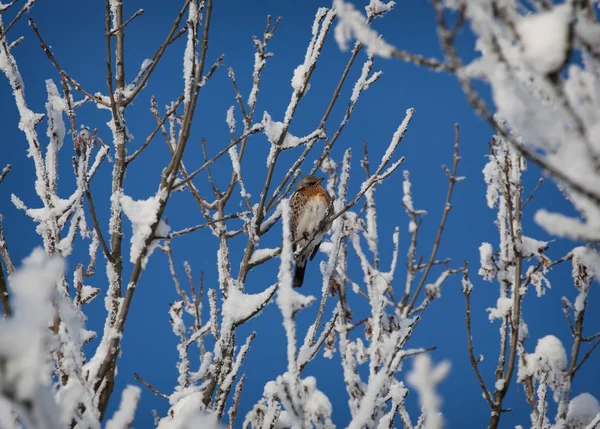 Fieldfare — Stock Photo, Image