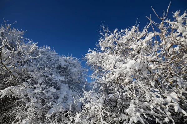 Snö på grenarna — Stockfoto