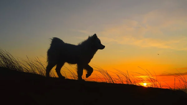 Perro samoyedo — Foto de Stock