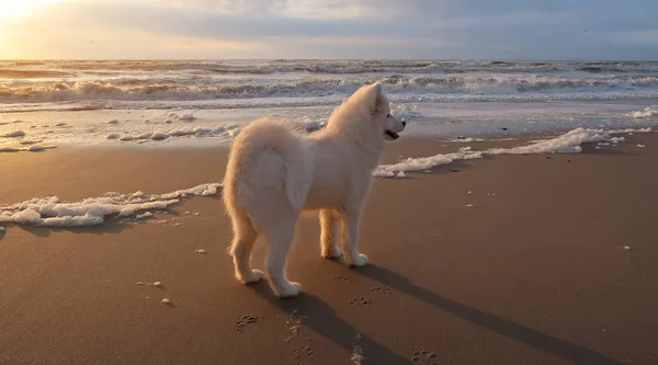 Samoyed pies — Zdjęcie stockowe
