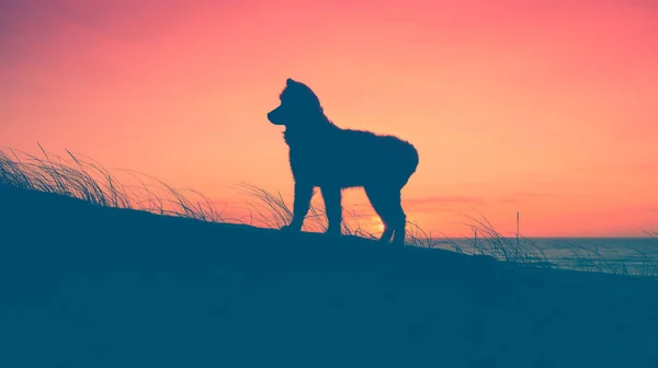 Perro samoyedo — Foto de Stock