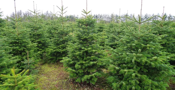 Plantación de árboles de Navidad — Foto de Stock