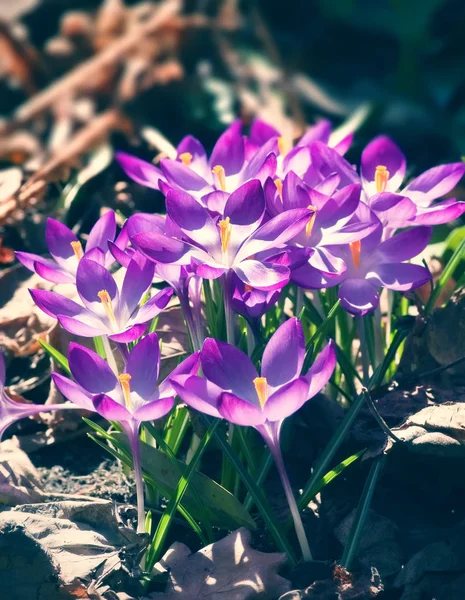 Lente crocus — Stockfoto