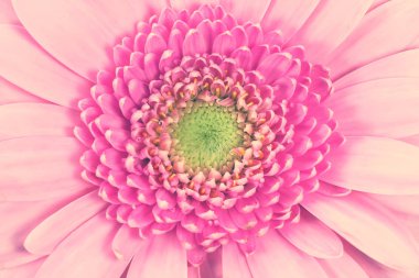 Gerbera