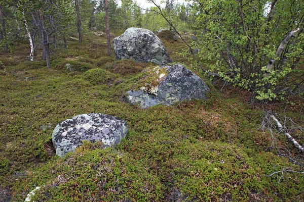 Grandes rocas en tundra sobre el Círculo Polar Ártico, Rusia —  Fotos de Stock