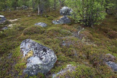 Büyük kayalara Tundra üzerinde Arctic Circle, Rusya Federasyonu
