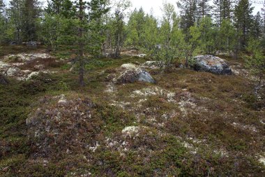 Büyük kayalara Tundra üzerinde Arctic Circle, Rusya Federasyonu