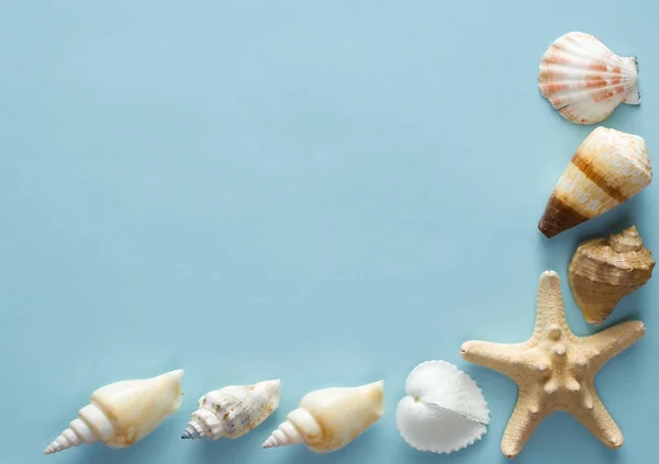 Seashells su un giornale — Foto Stock