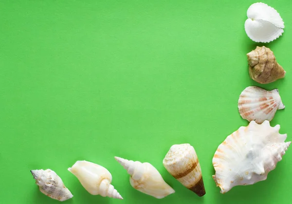 紙の上の貝殻 — ストック写真