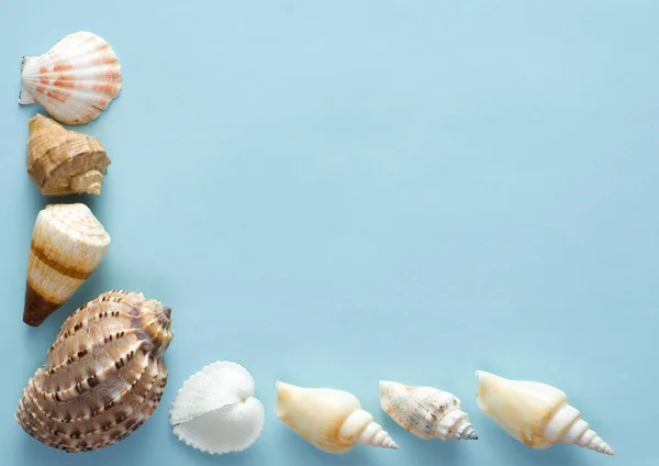 Cáscaras de mar en una hoja de papel lanudo —  Fotos de Stock