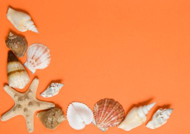 shaggy kağıt üzerine bir deniz kabuğu